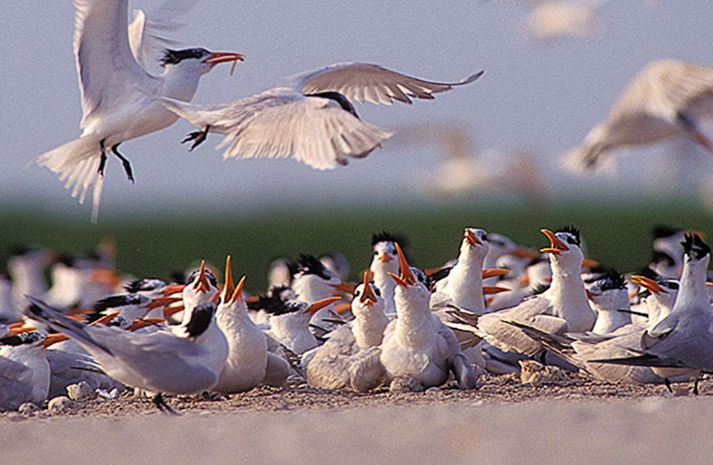 Royal tern on Shanks Island